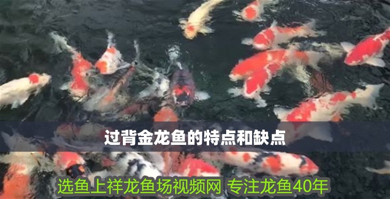 過背金龍魚的特點和缺點 過背金龍魚的特點和缺點 龍魚百科 第2張