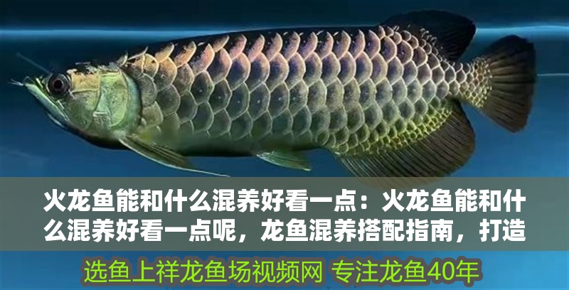 火龍魚能和什么混養好看一點：火龍魚能和什么混養好看一點呢，龍魚混養搭配指南，打造觀賞水族箱的美學 火龍魚能和什么混養好看一點：火龍魚能和什么混養好看一點呢，龍魚混養搭配指南，打造觀賞水族箱的美學 水族問答