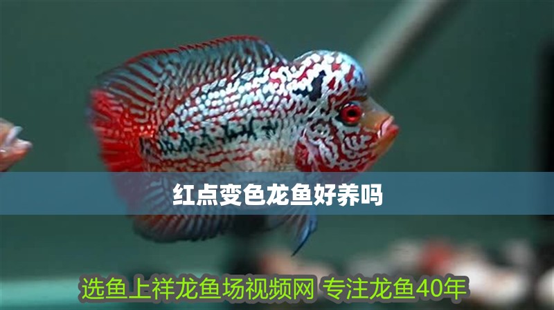 紅點變色龍魚好養嗎