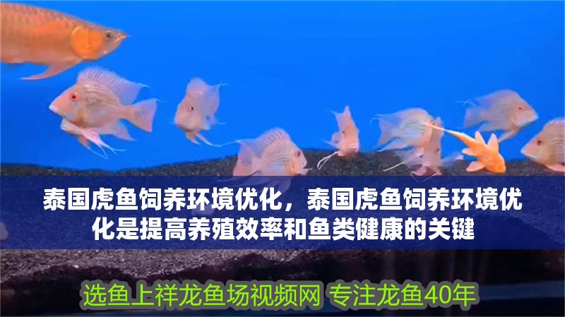 泰國虎魚飼養環境優化，泰國虎魚飼養環境優化是提高養殖效率和魚類健康的關鍵 泰國虎魚飼養環境優化，泰國虎魚飼養環境優化是提高養殖效率和魚類健康的關鍵 虎魚百科 第1張