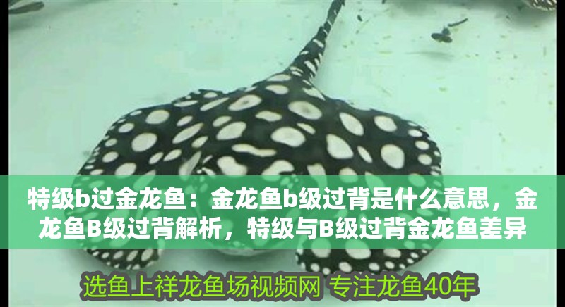 特級b過金龍魚：金龍魚b級過背是什么意思，金龍魚B級過背解析，特級與B級過背金龍魚差異