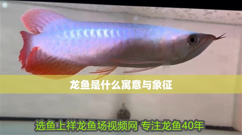 龍魚(yú)是什么寓意與象征