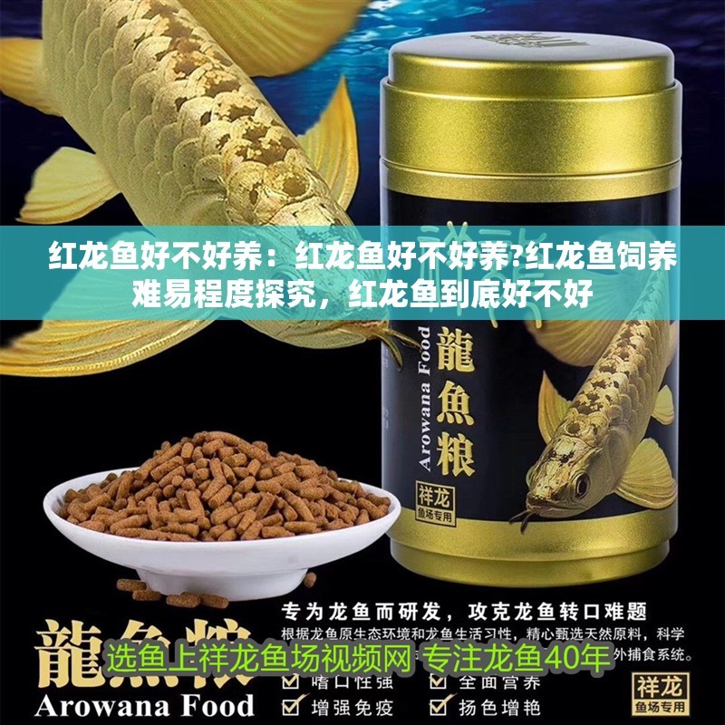 紅龍魚好不好養：紅龍魚好不好養?紅龍魚飼養難易程度探究，紅龍魚到底好不好