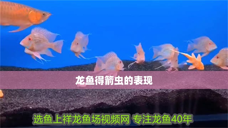 龍魚得箭蟲的表現