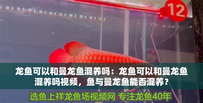 龍魚可以和曼龍魚混養嗎：龍魚可以和曼龍魚混養嗎視頻，魚與曼龍魚能否混養？