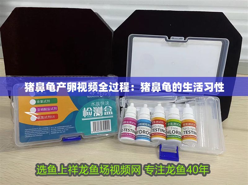 豬鼻龜產卵視頻全過程：豬鼻龜?shù)纳盍曅? title=