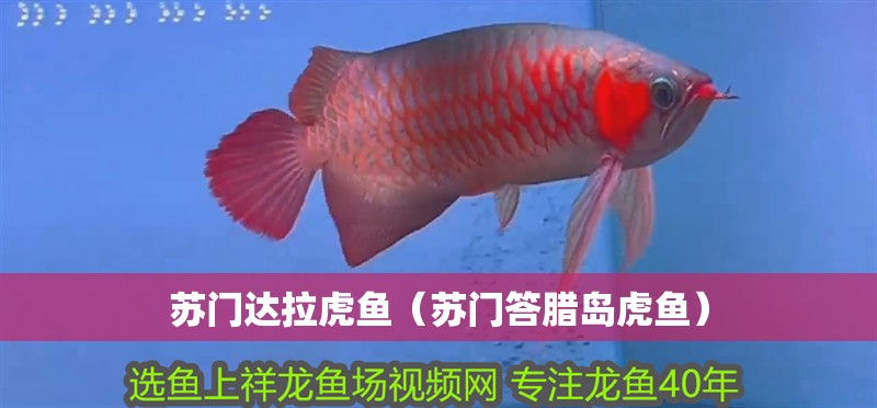 魚缸過濾器選購指南:自制魚缸過濾器魚缸上置過濾器對于養魚愛好者的必備知識 蘇門達拉虎魚(蘇門答臘島虎魚) 虎魚百科 蘇門達拉虎魚(蘇門答臘島虎魚) 蘇門達拉虎魚(蘇門答臘島虎魚) 虎魚百科