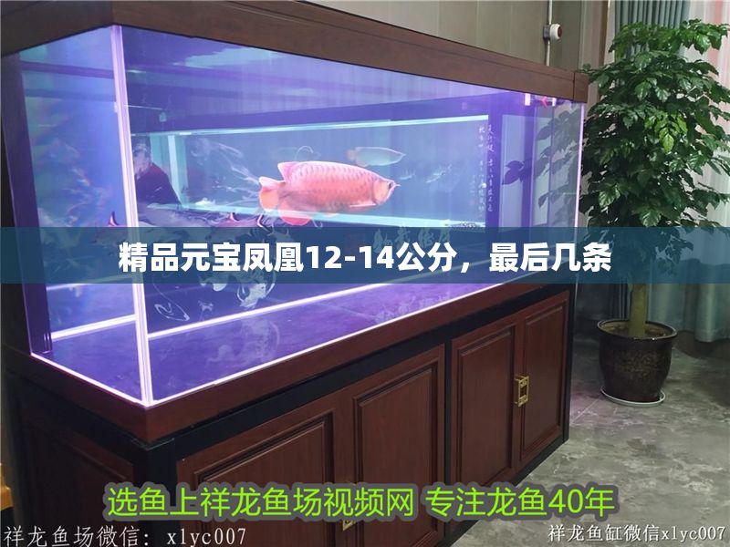 精品元寶鳳凰12-14公分，最后幾條
