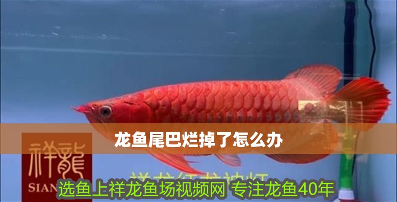 龍魚尾巴爛掉了怎么辦 龍魚尾巴爛掉了怎么辦 龍魚百科 第2張