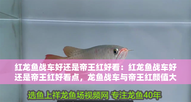紅龍魚戰車好還是帝王紅好看：紅龍魚戰車好還是帝王紅好看點，龍魚戰車與帝王紅顏值大比拼，誰更勝一