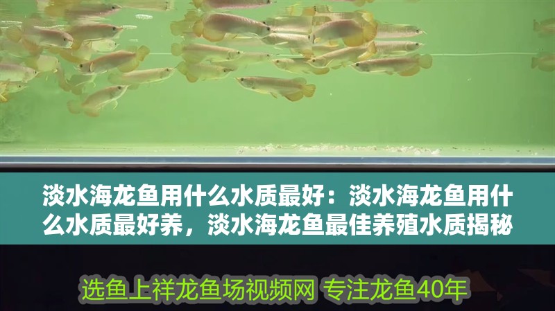 淡水海龍魚用什么水質最好：淡水海龍魚用什么水質最好養，淡水海龍魚最佳養殖水質揭秘 淡水海龍魚用什么水質最好：淡水海龍魚用什么水質最好養，淡水海龍魚最佳養殖水質揭秘 水族問答