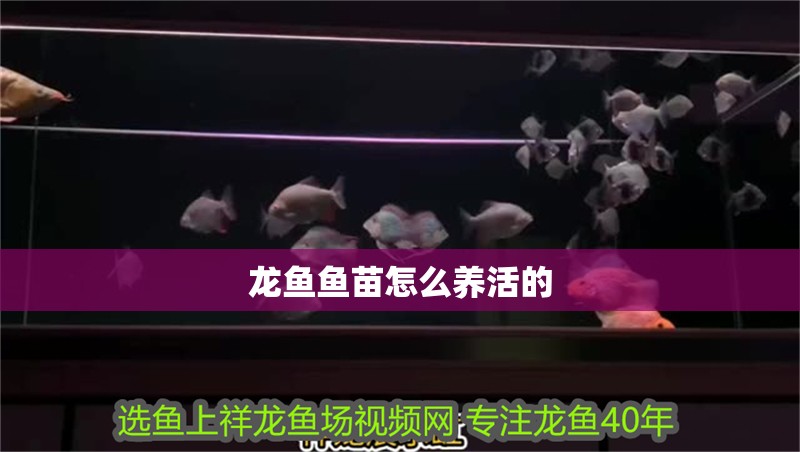 龍魚魚苗怎么養(yǎng)活的