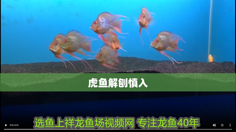 虎魚解刨慎入