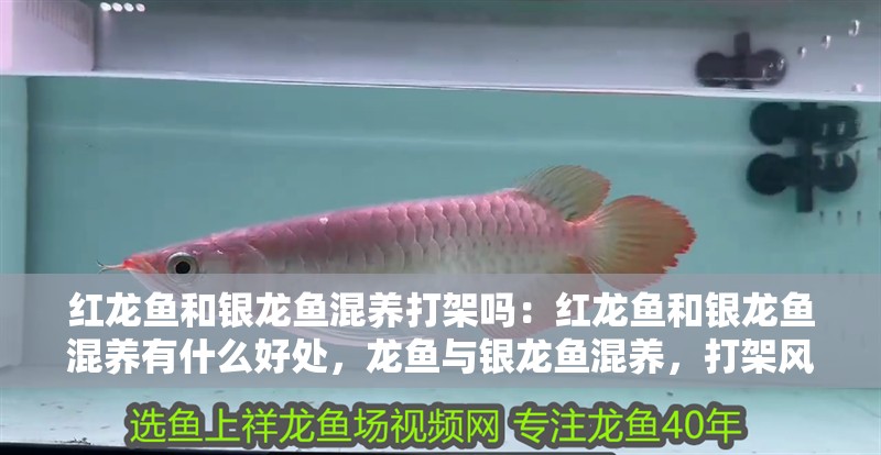 紅龍魚和銀龍魚混養打架嗎：紅龍魚和銀龍魚混養有什么好處，龍魚與銀龍魚混養，打架風險及潛在益處