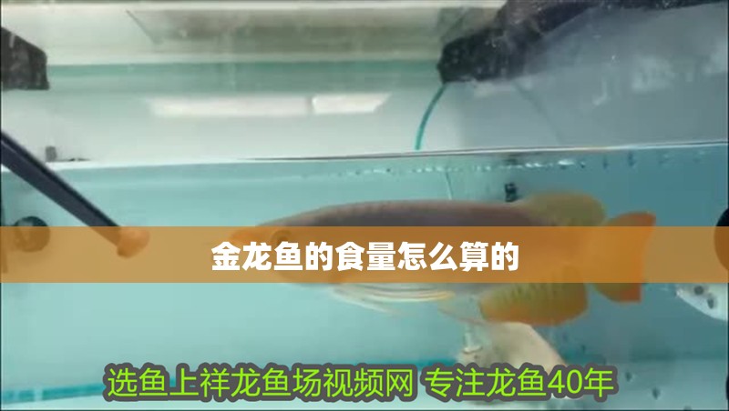 金龍魚的食量怎么算的 金龍魚的食量怎么算的 龍魚百科 第2張