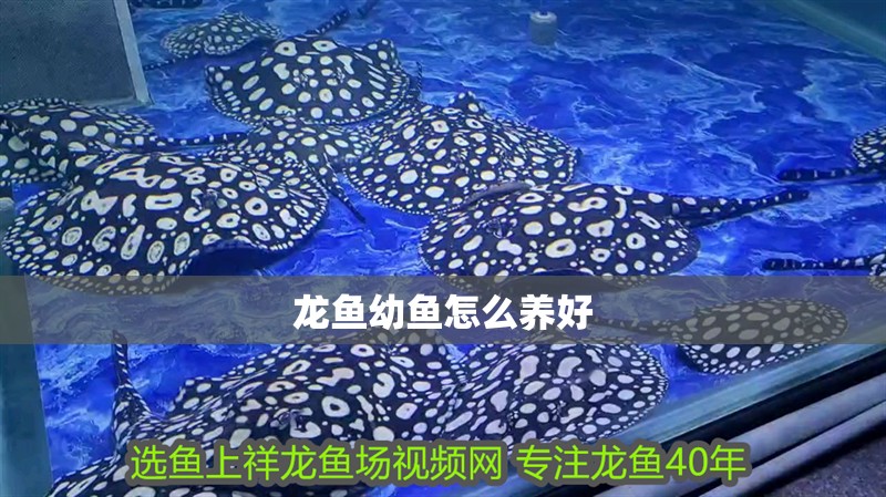 龍魚幼魚怎么養好