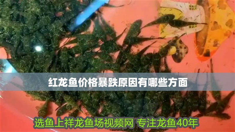紅龍魚(yú)價(jià)格暴跌原因有哪些方面