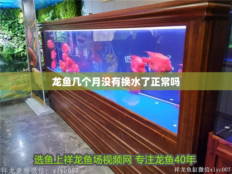 龍魚幾個月沒有換水了正常嗎