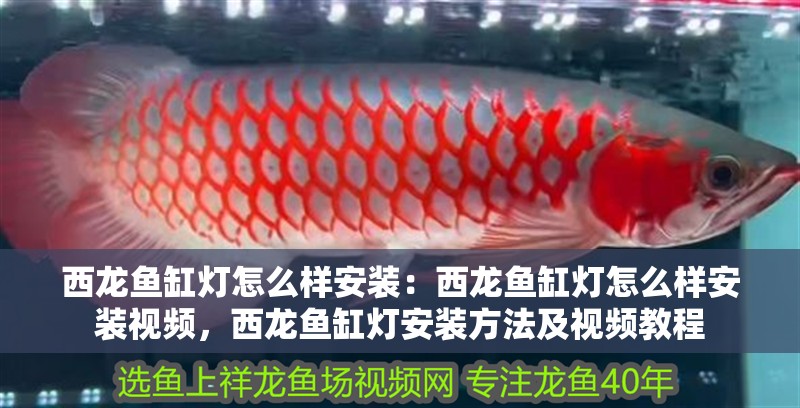 西龍魚缸燈怎么樣安裝：西龍魚缸燈怎么樣安裝視頻，西龍魚缸燈安裝方法及視頻教程