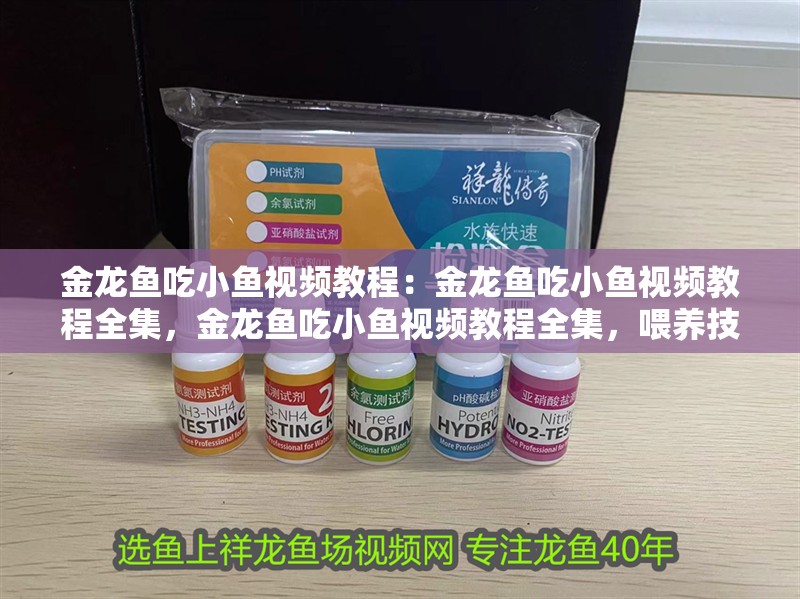 金龍魚吃小魚視頻教程：金龍魚吃小魚視頻教程全集，金龍魚吃小魚視頻教程全集，喂養技巧與注意事項詳解 金龍魚吃小魚視頻教程：金龍魚吃小魚視頻教程全集，金龍魚吃小魚視頻教程全集，喂養技巧與注意事項詳解 水族問答
