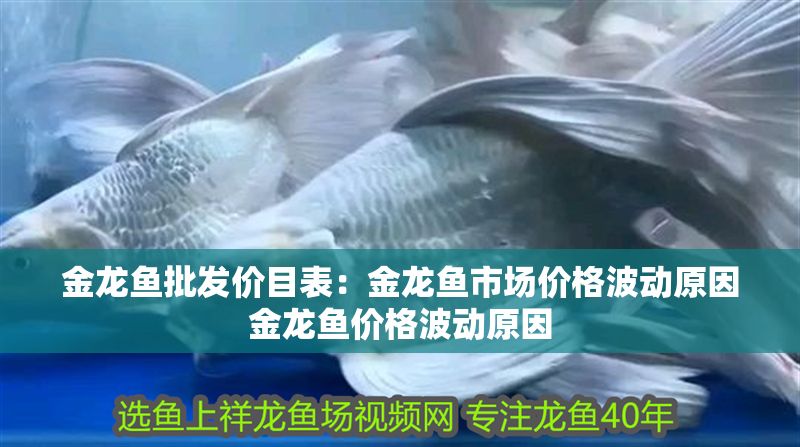 金龍魚批發價目表：金龍魚市場價格波動原因金龍魚價格波動原因