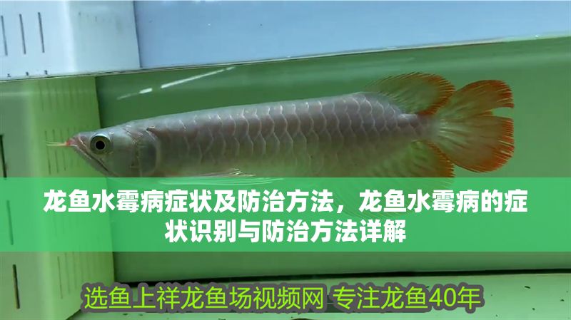 龍魚水霉病癥狀及防治方法，龍魚水霉病的癥狀識別與防治方法詳解