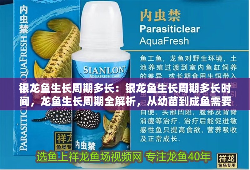 銀龍魚生長周期多長：銀龍魚生長周期多長時間，龍魚生長周期全解析，從幼苗到成魚需要 銀龍魚生長周期多長：銀龍魚生長周期多長時間，龍魚生長周期全解析，從幼苗到成魚需要 水族問答