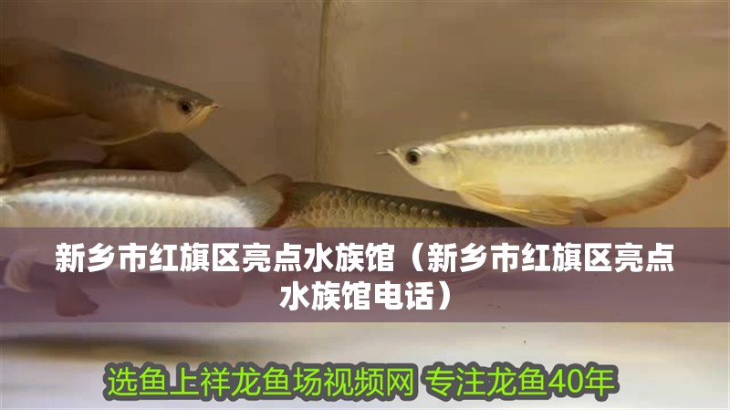 新鄉(xiāng)市紅旗區(qū)亮點(diǎn)水族館（新鄉(xiāng)市紅旗區(qū)亮點(diǎn)水族館電話） 新鄉(xiāng)市紅旗區(qū)亮點(diǎn)水族館（新鄉(xiāng)市紅旗區(qū)亮點(diǎn)水族館電話） 全國水族館企業(yè)名錄 第2張