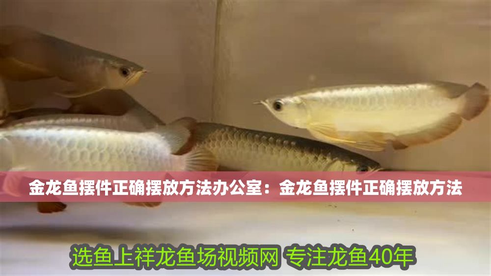 金龍魚擺件正確擺放方法辦公室：金龍魚擺件正確擺放方法