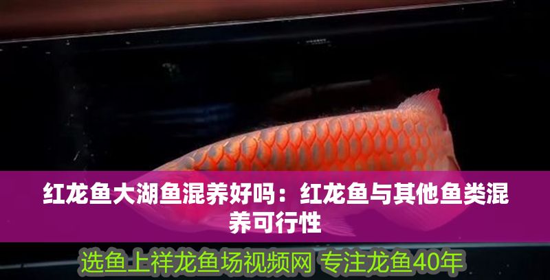 紅龍魚大湖魚混養(yǎng)好嗎：紅龍魚與其他魚類混養(yǎng)可行性