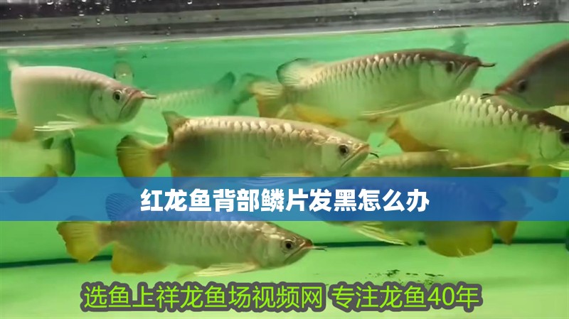 紅龍魚背部鱗片發黑怎么辦