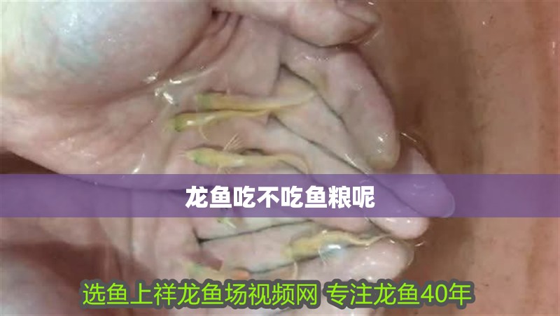 龍魚吃不吃魚糧呢 龍魚吃不吃魚糧呢 龍魚百科 第2張