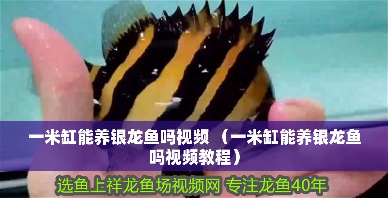 一米缸能養銀龍魚嗎視頻 （一米缸能養銀龍魚嗎視頻教程）