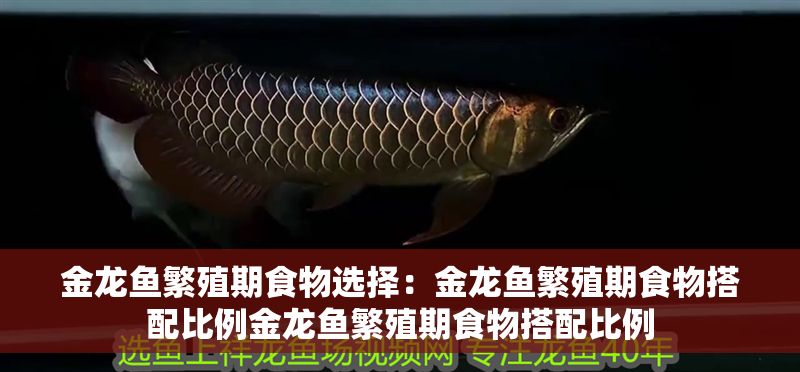 金龍魚繁殖期食物選擇：金龍魚繁殖期食物搭配比例金龍魚繁殖期食物搭配比例