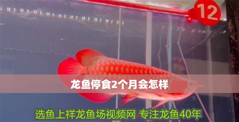 龍魚停食2個月會怎樣