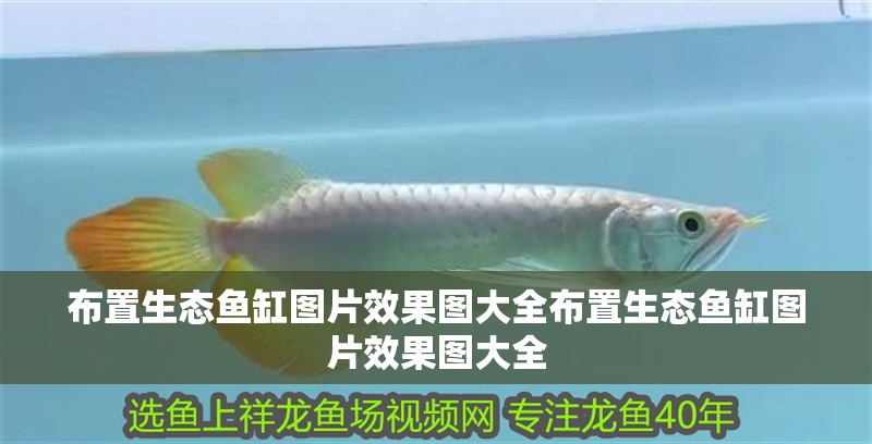 布置生態(tài)魚缸圖片效果圖大全布置生態(tài)魚缸圖片效果圖大全 布置生態(tài)魚缸圖片效果圖大全布置生態(tài)魚缸圖片效果圖大全 虎魚百科
