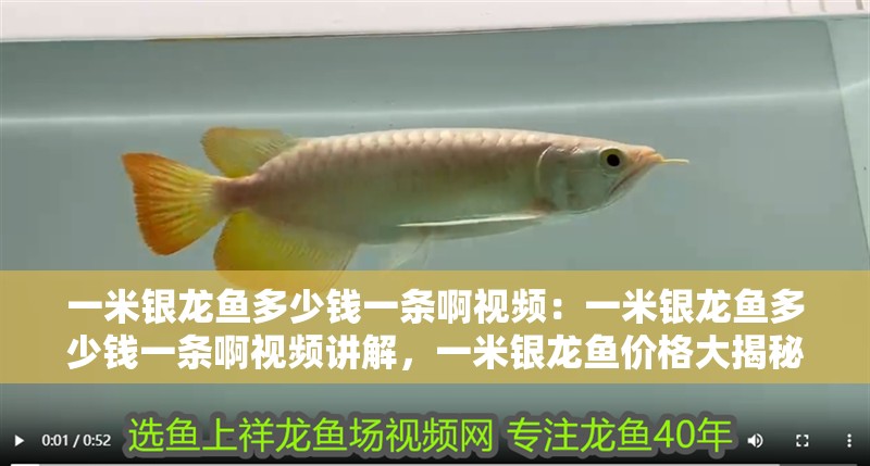 一米銀龍魚多少錢一條啊視頻：一米銀龍魚多少錢一條啊視頻講解，一米銀龍魚價(jià)格大揭秘，