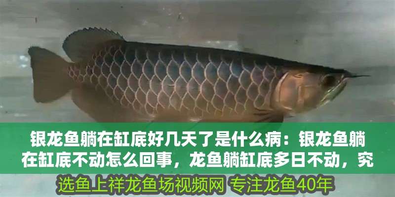 銀龍魚躺在缸底好幾天了是什么?。恒y龍魚躺在缸底不動怎么回事，龍魚躺缸底多日不動，究竟何
