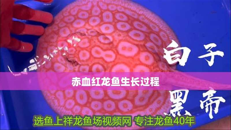 赤血紅龍魚生長過程