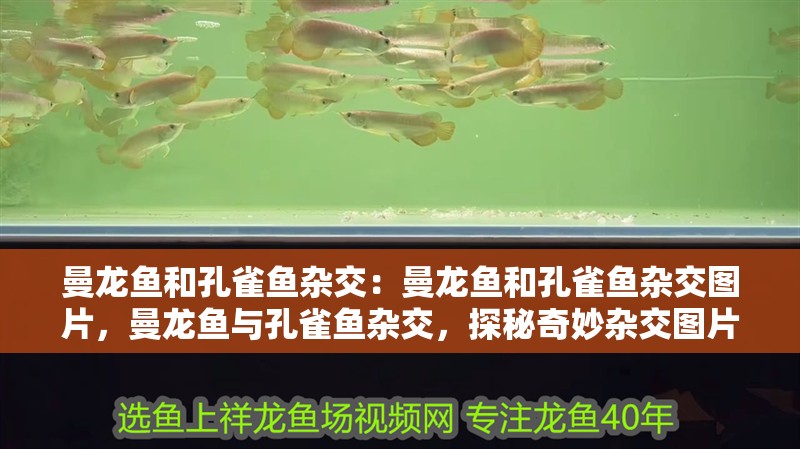 曼龍魚和孔雀魚雜交：曼龍魚和孔雀魚雜交圖片，曼龍魚與孔雀魚雜交，探秘奇妙雜交圖片背后