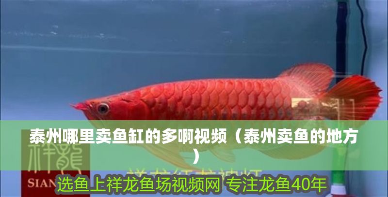 泰州哪里賣魚缸的多啊視頻（泰州賣魚的地方）