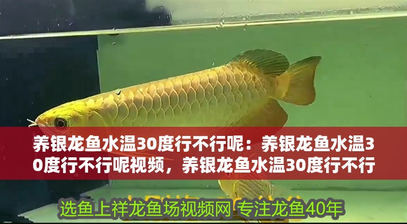 養銀龍魚水溫30度行不行呢：養銀龍魚水溫30度行不行呢視頻，養銀龍魚水溫30度行不行