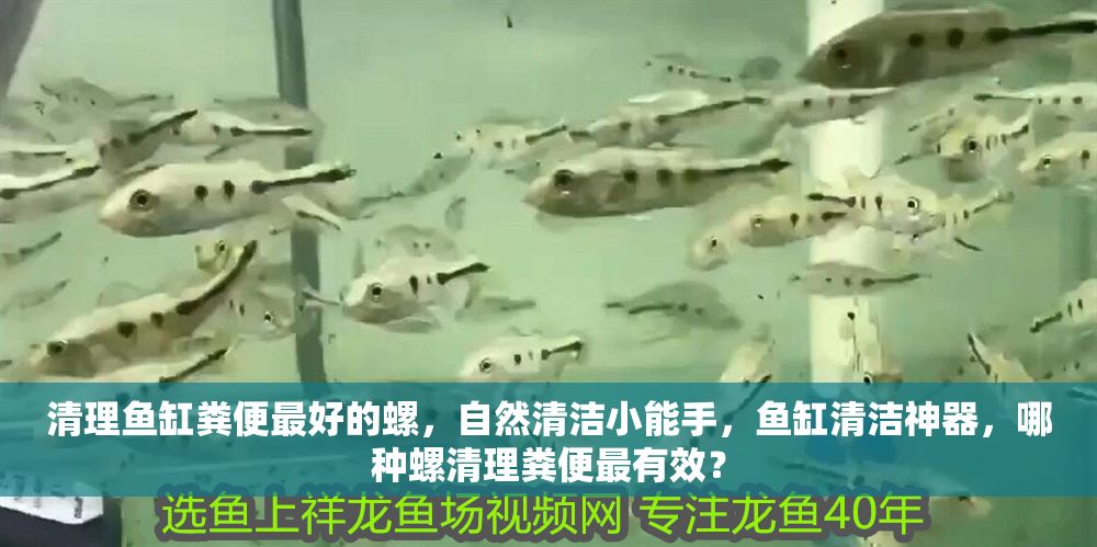 清理魚缸糞便最好的螺，自然清潔小能手，魚缸清潔神器，哪種螺清理糞便最有效？
