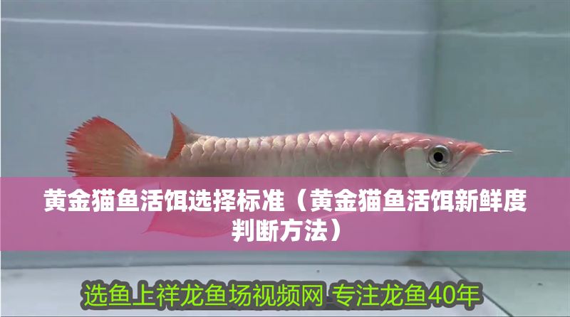 黃金貓魚活餌選擇標(biāo)準(zhǔn)（黃金貓魚活餌新鮮度判斷方法）