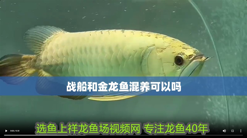 戰船和金龍魚混養可以嗎