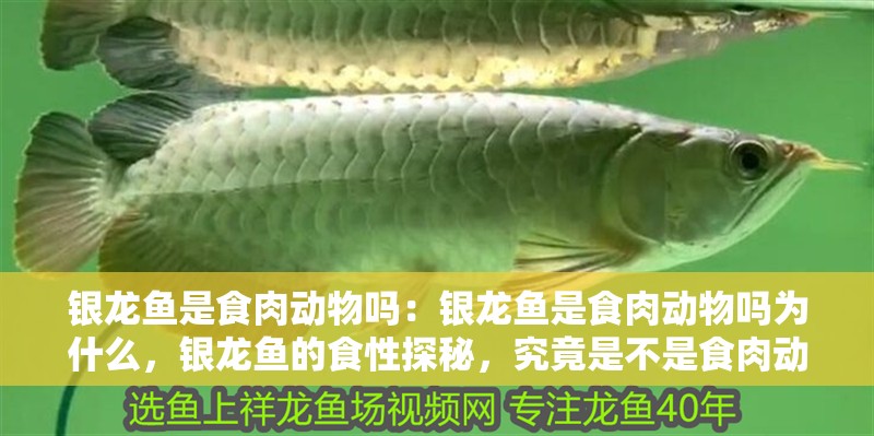 銀龍魚是食肉動物嗎：銀龍魚是食肉動物嗎為什么，銀龍魚的食性探秘，究竟是不是食肉動物 銀龍魚是食肉動物嗎：銀龍魚是食肉動物嗎為什么，銀龍魚的食性探秘，究竟是不是食肉動物 水族問答