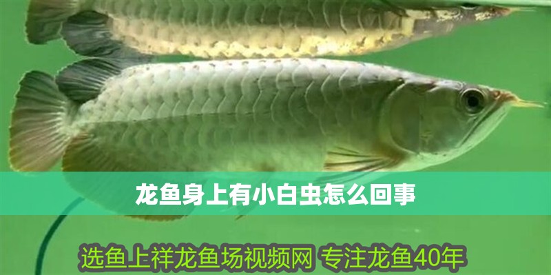 龍魚身上有小白蟲怎么回事