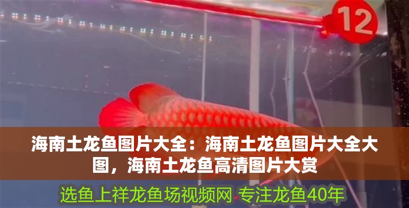 海南土龍魚圖片大全：海南土龍魚圖片大全大圖，海南土龍魚高清圖片大賞