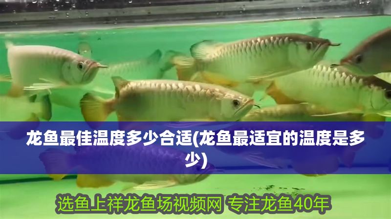 龍魚最佳溫度多少合適(龍魚最適宜的溫度是多少) 金龍魚百科 第1張 龍魚最佳溫度多少合適(龍魚最適宜的溫度是多少) 龍魚最佳溫度多少合適(龍魚最適宜的溫度是多少) 金龍魚百科 第1張