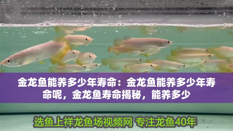 金龍魚能養(yǎng)多少年壽命：金龍魚能養(yǎng)多少年壽命呢，金龍魚壽命揭秘，能養(yǎng)多少